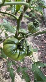 IMG_0331.jpeg