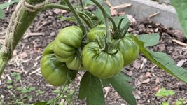 IMG_0333.jpeg