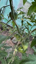 IMG_0335.jpeg