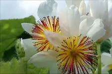 Zimmerlinde.webp