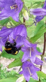 Glockenblume.jpg