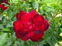 DSC03518.webp