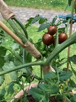 Tomatentrieb-01.jpg