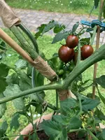 Tomatentrieb-01.webp