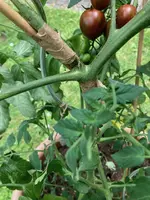 Tomatentrieb-02.webp