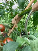 Tomatentrieb-03.webp