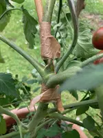 Tomatentrieb-04.webp