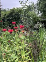 IMG_5833.jpeg