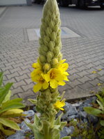 DSC07958.jpg
