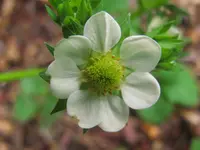 Erdbeere Om.webp