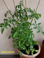Tomate*Blush Tiger*24-06-21_betitelt.jpg