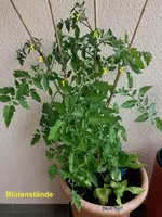 Tomate*Blush Tiger*24-06-21_betitelt.jpg