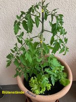 Tomate*Mangué*24-06-21_betitelt.jpg