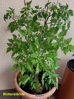Tomate*Muchacha*24-06-21_betitelt.jpg