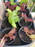 Salate*24-06-08.jpg
