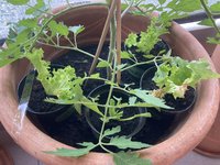 Salat*24-06-10_02.jpg