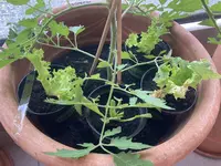Salat*24-06-10_02.jpg