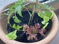 Salat*24-06-10_03.jpg