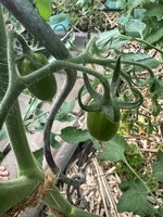 IMG_3425.jpeg