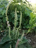 Königskerze 23.06.24.webp