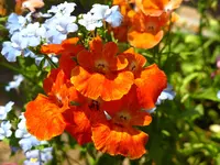 Nemesia.webp
