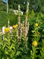 IMG_20240623_080838052_HDR.jpg IMG_20240623_080838052_HDR.jpg