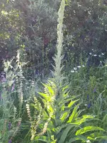 IMG_20240527_090600_1.jpg IMG_20240527_090600_1.jpg