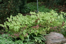 Epimedium0617.JPG