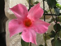 Mandevilla.jpg