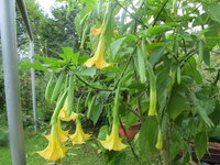 Datura-Engelstrompete.jpg