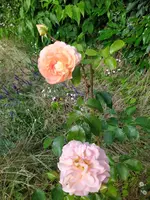 IMG_20240623_100049.webp