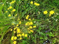 IMG_20240623_100211.jpg