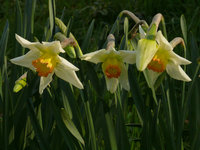 2010Narcis.jpg
