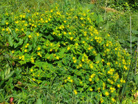 2012Hypericum.jpg