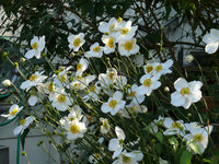 2009Anemone.jpg