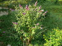 2011Buddleja.jpg