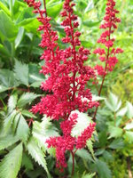 Astilbe - Prachtspiere.jpg