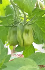 20240623_191225.webp