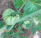 20240623_191016.webp
