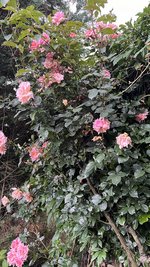 IMG_0359.jpeg