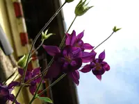 Akelei.webp