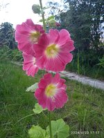 IMG_20240623_171800.jpg