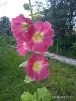 IMG_20240623_171800.webp