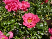 20240622_103700.webp