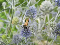 Zierdistel.webp