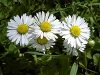 Copy of Copy of Gaensebluemchen bt v- Copy.webp