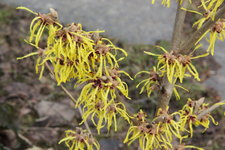 Zaubernuß mit AV.jpg