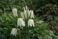Schachbrettblume0117.JPG