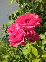 IMG_20200529_183119_2.webp