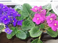 IMG_20230509_112146.webp